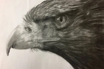Opera di Roberta Vergimigli: Aquila, matita su carta liscia